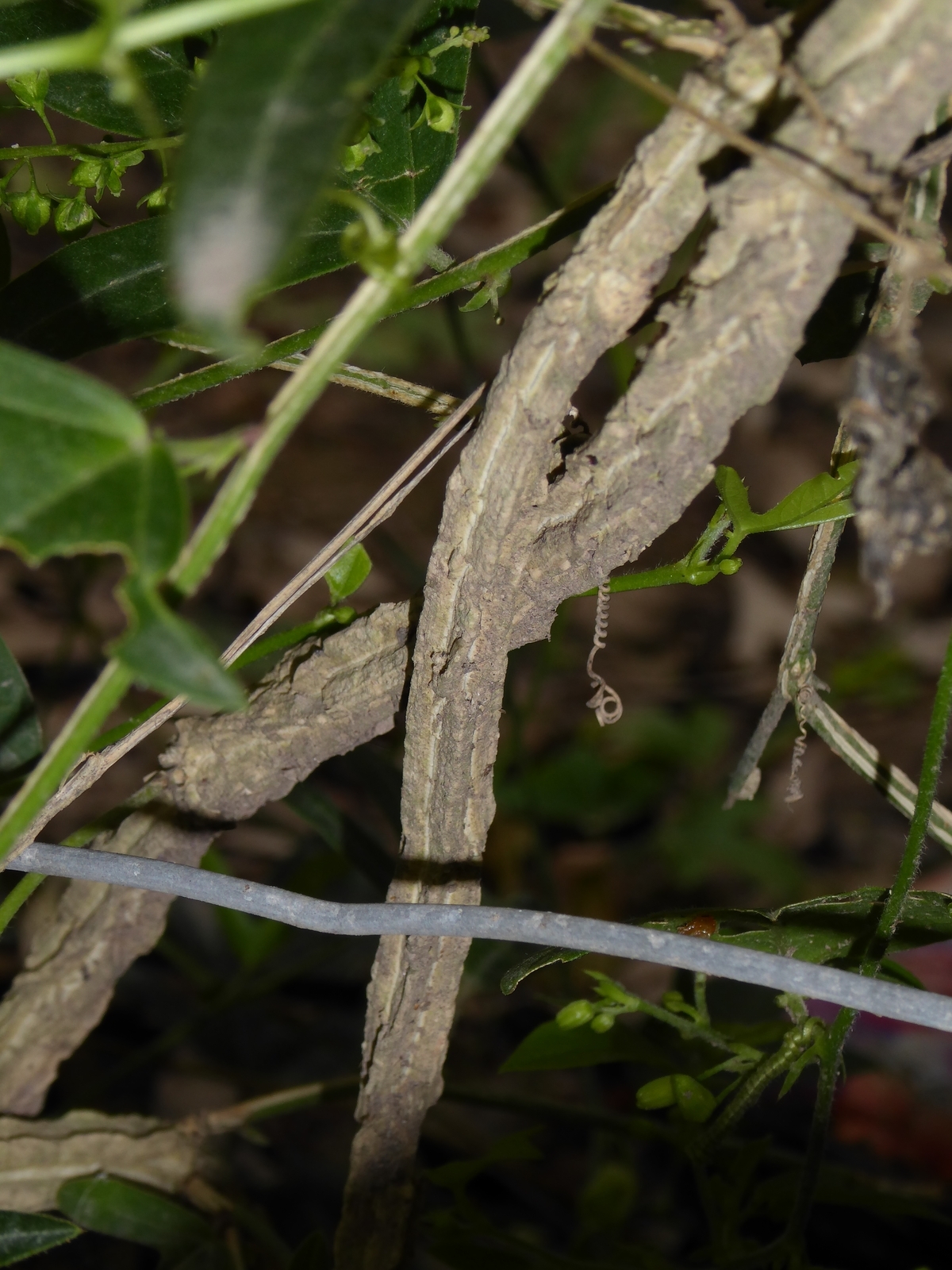 Corkystem Passionflower, Passionvine