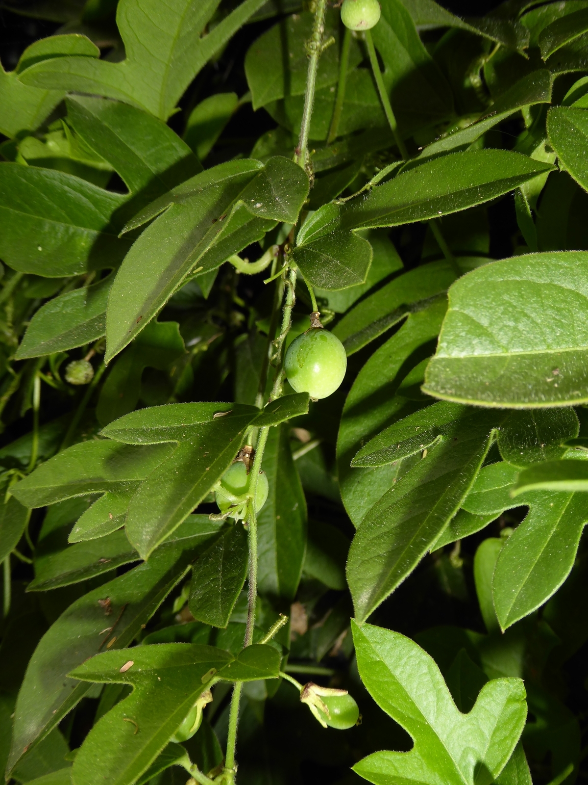 Corkystem Passionflower, Passionvine