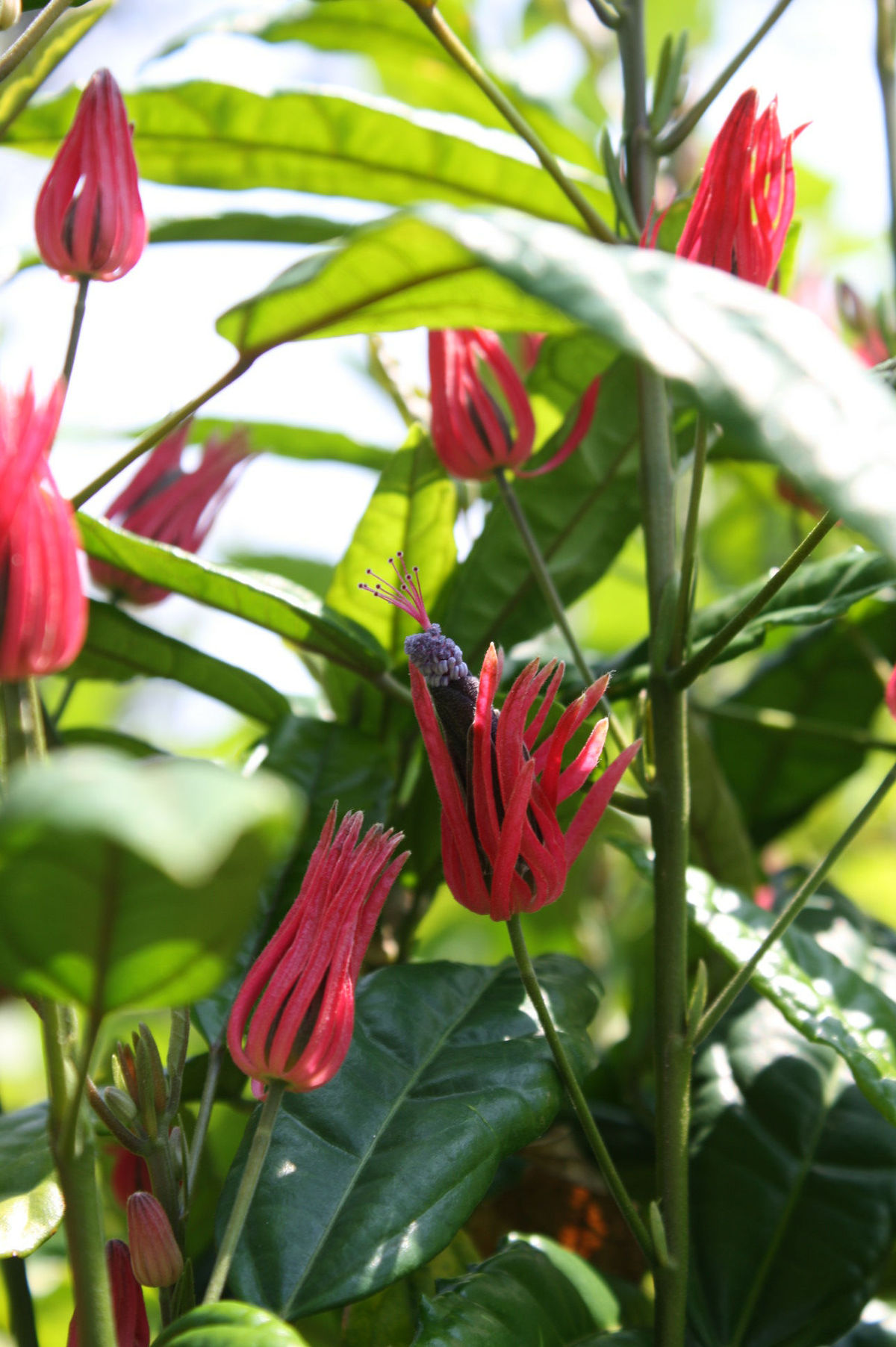 Brazilian Candles, Many Flowers, Red Pavonia