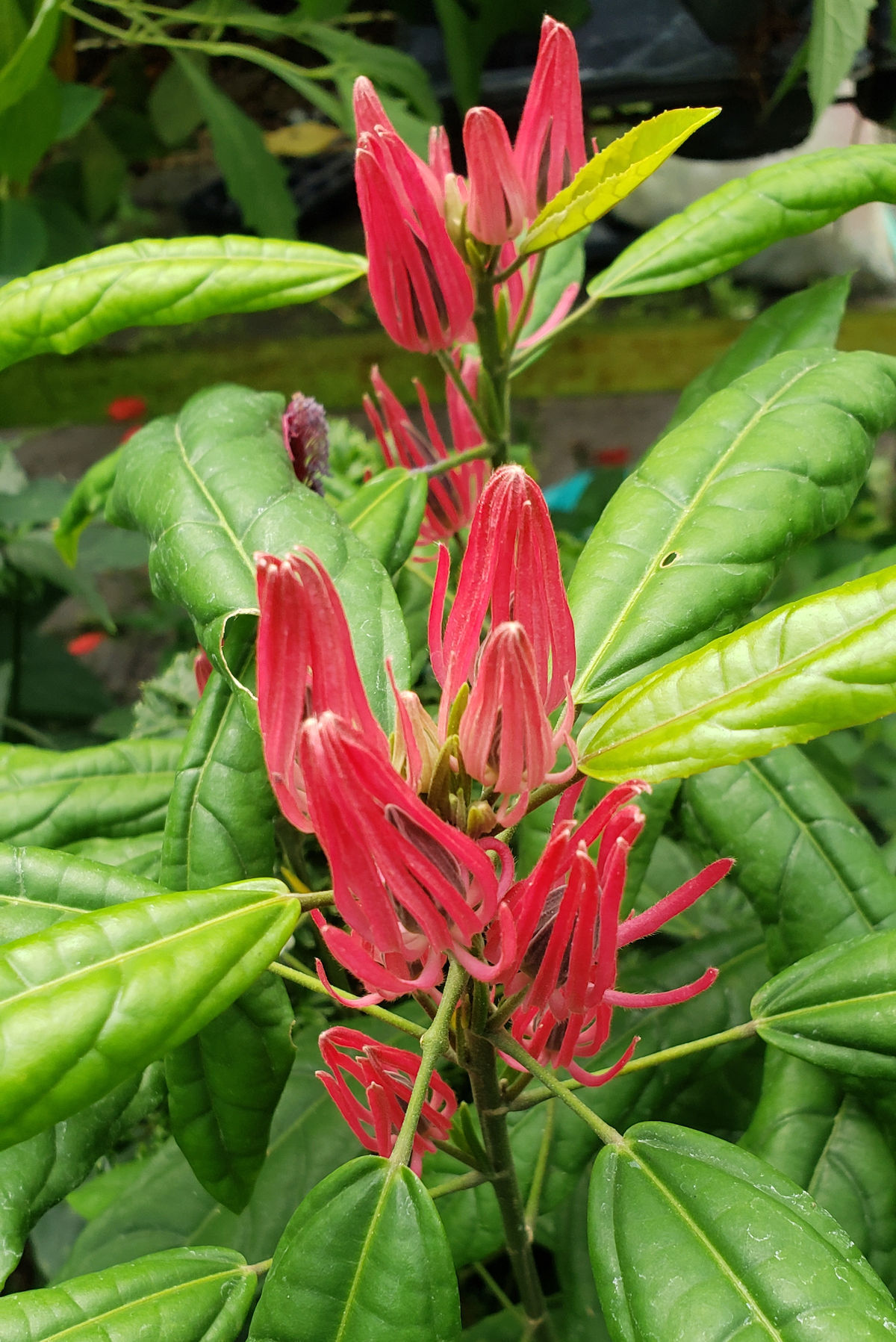 Brazilian Candles, Many Flowers, Red Pavonia