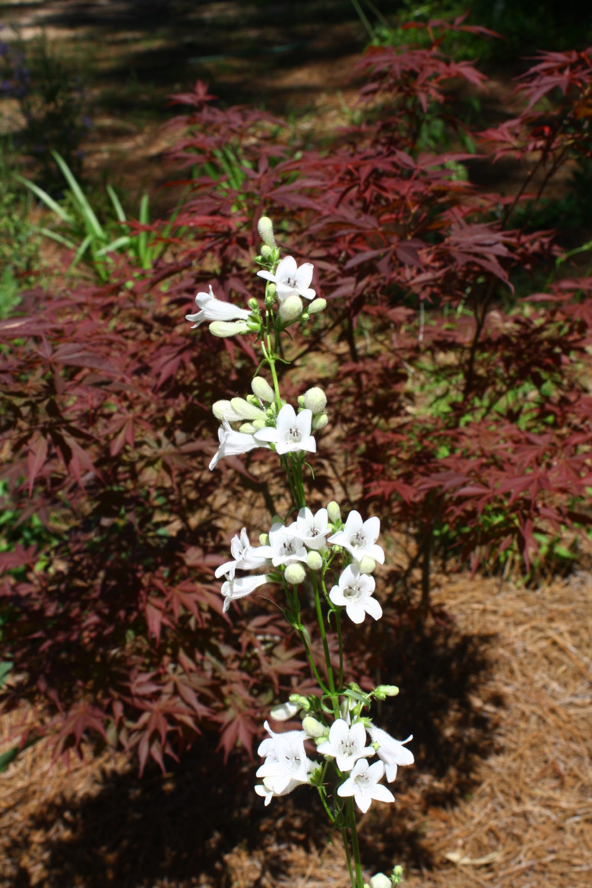 White Wand Penstemon, Tube Flowered Penstemon, Prairie Penstemon, Beardtongue