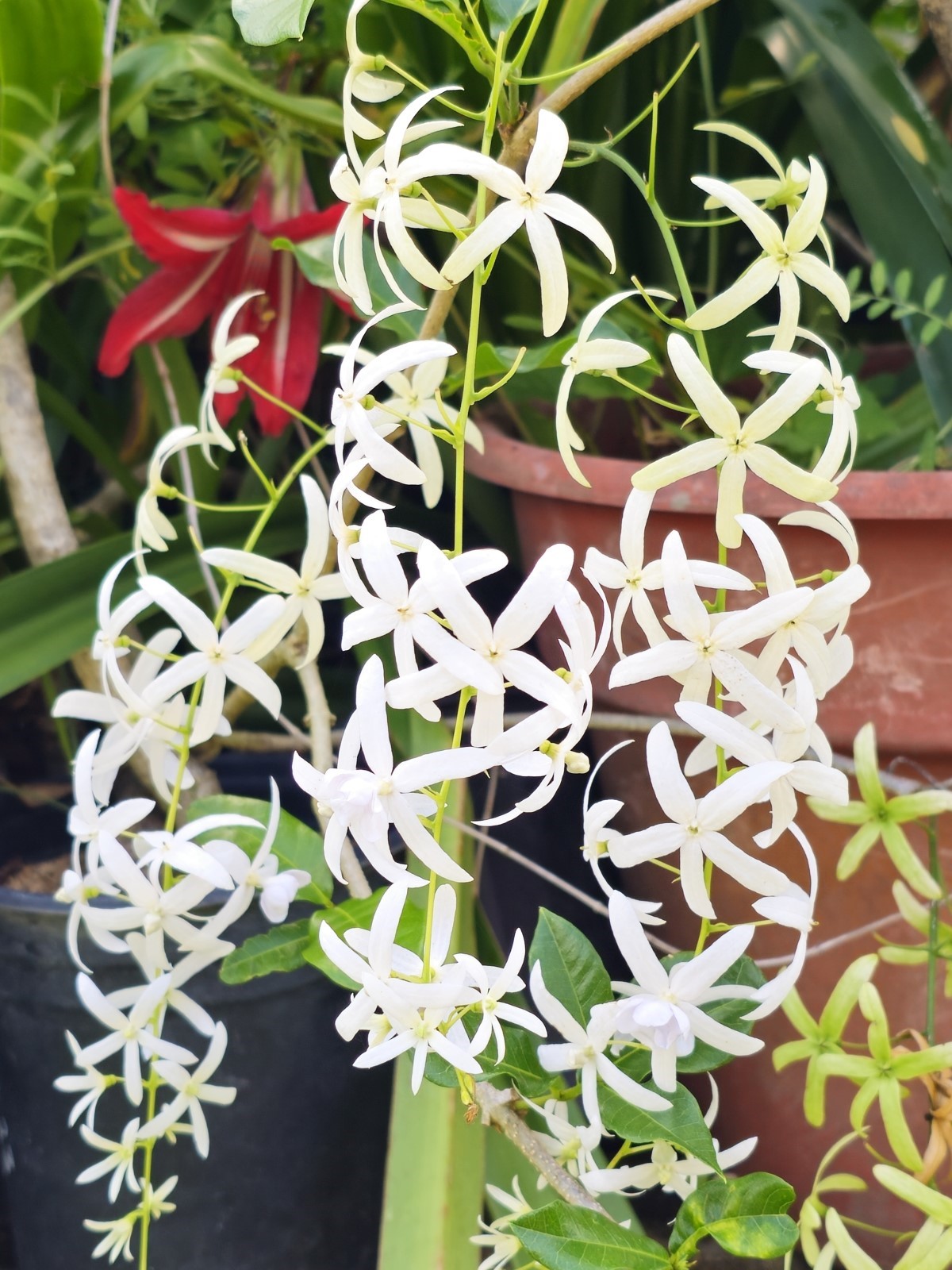 White Queen's Wreath, Sandpaper Vine, White Petrea, White Wreath, Wisteria