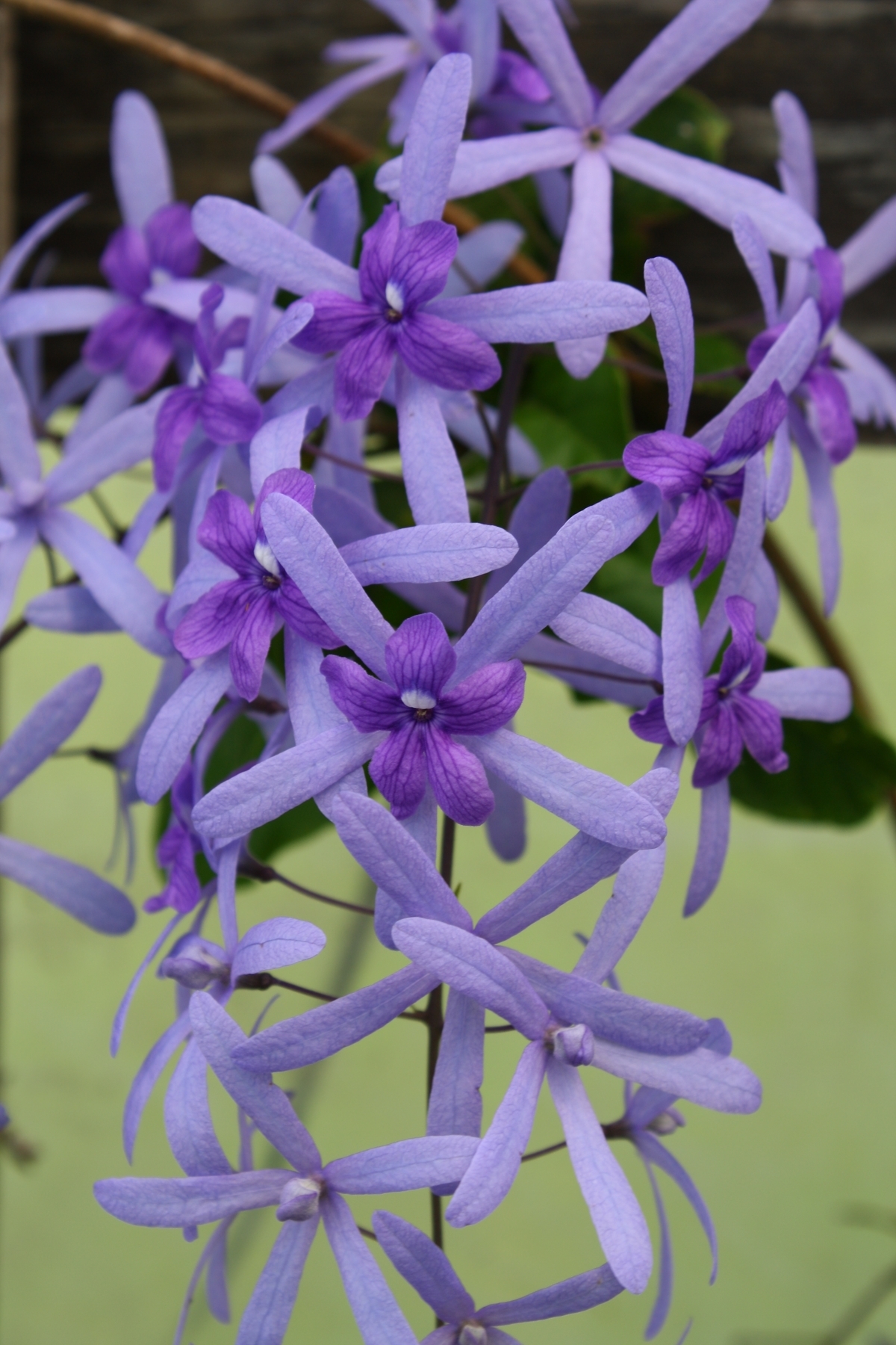Purple Queen's Wreath, Sandpaper Vine, Purple Wreath, Wisteria, Blue Petrea  - Tropical Plants - Almost Eden