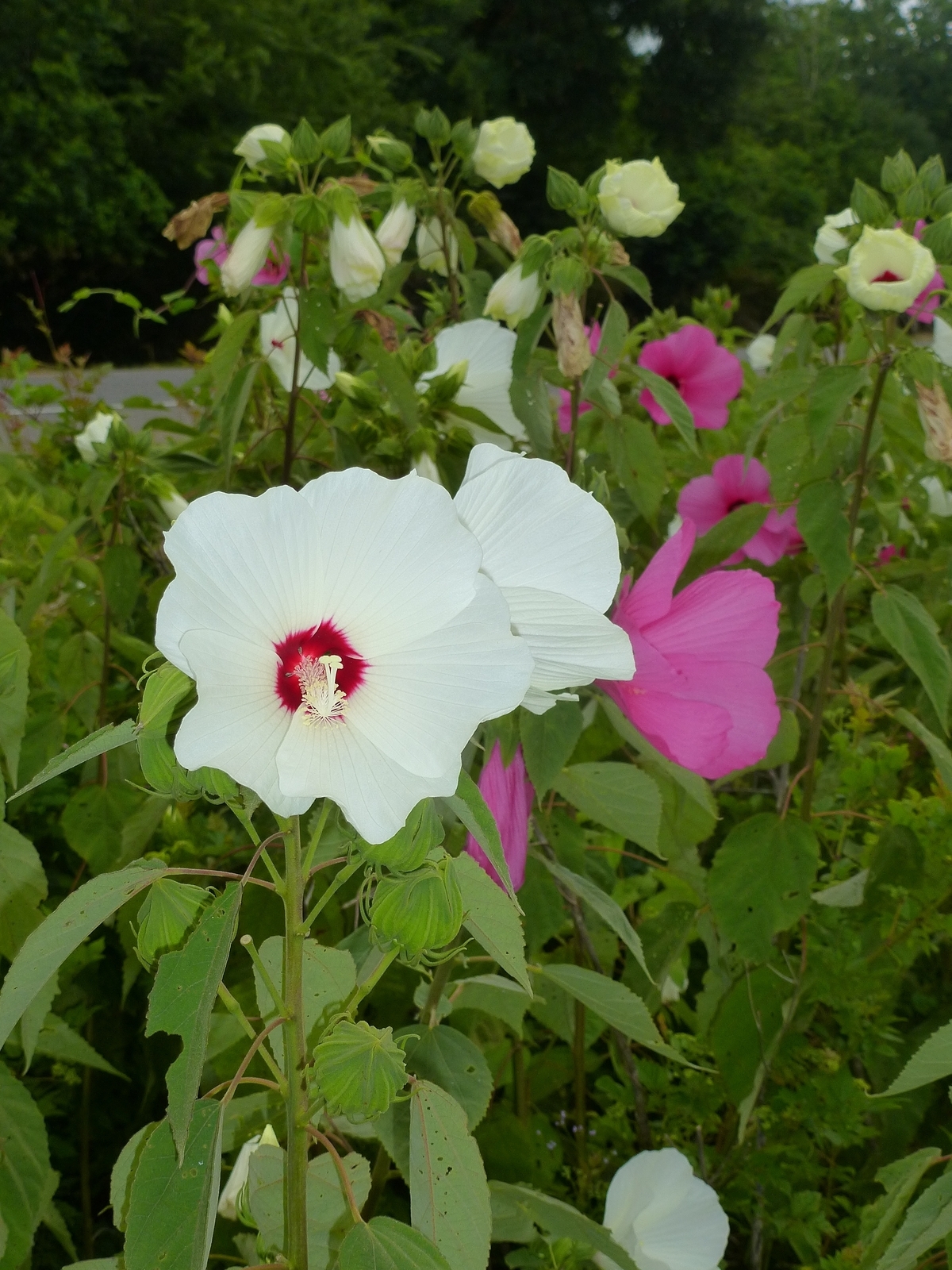 Crimson-Eyed Rosemallow, Swamp Mallow
