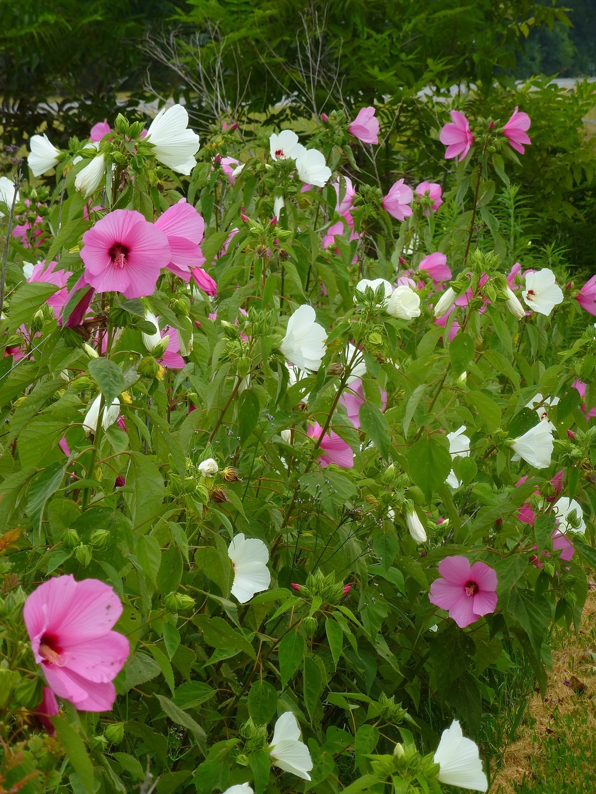 Crimson-Eyed Rosemallow, Swamp Mallow