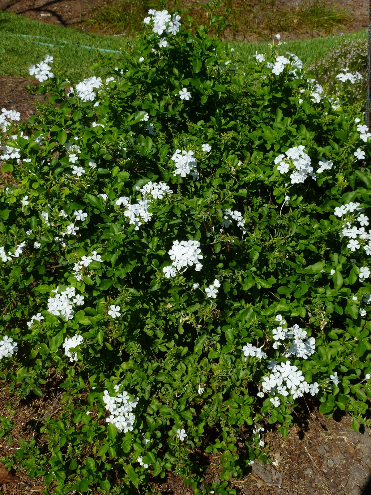 White Plumbago, Cape Leadwort