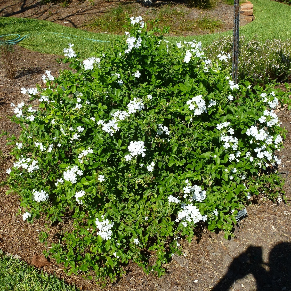 White Plumbago, Cape Leadwort