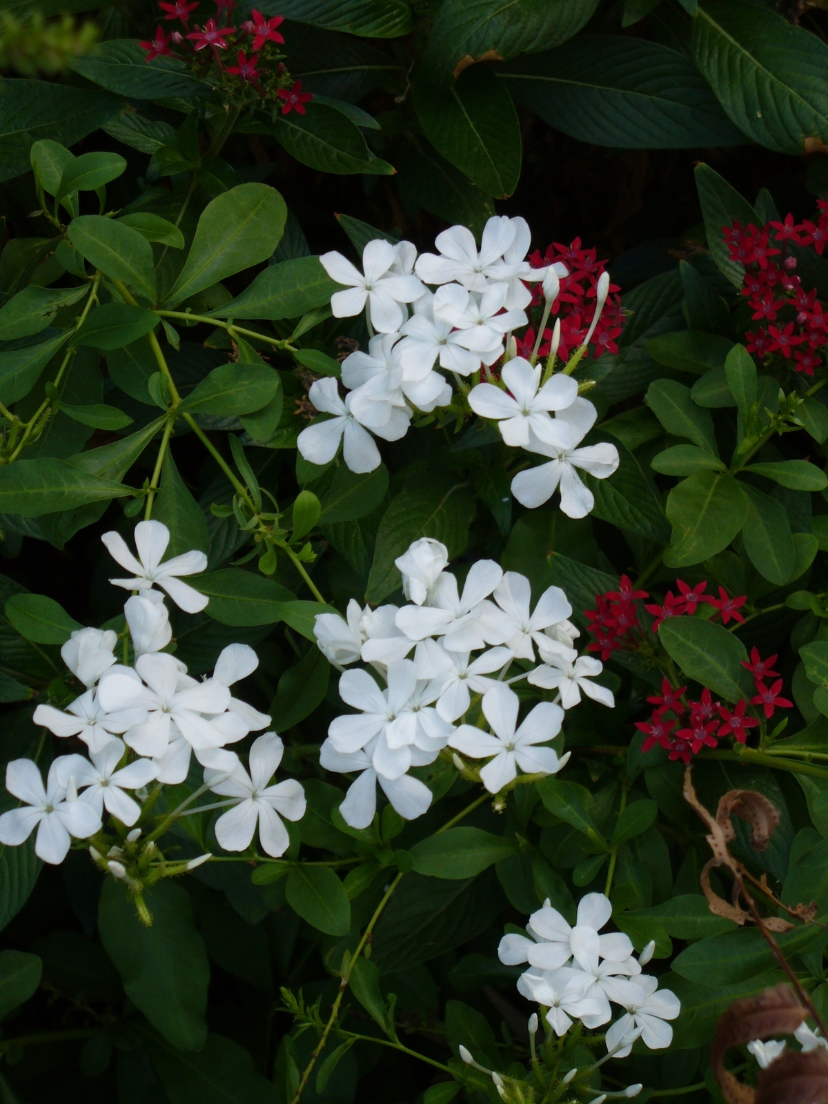 White Plumbago, Cape Leadwort