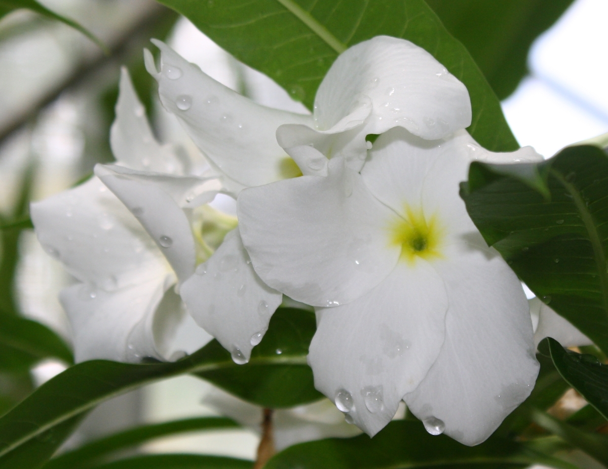Bridal Bouquet Plumeria