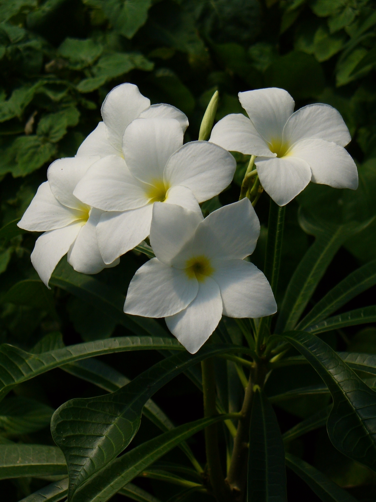Bridal Bouquet Plumeria