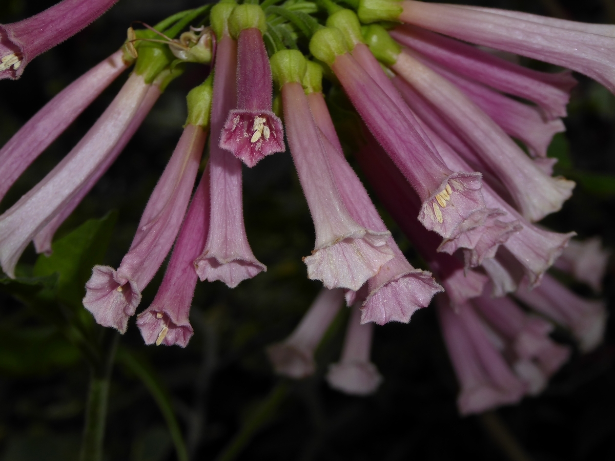 Pretty In Pink Iochroma, Tubeflower, Mini-Angels Trumpet