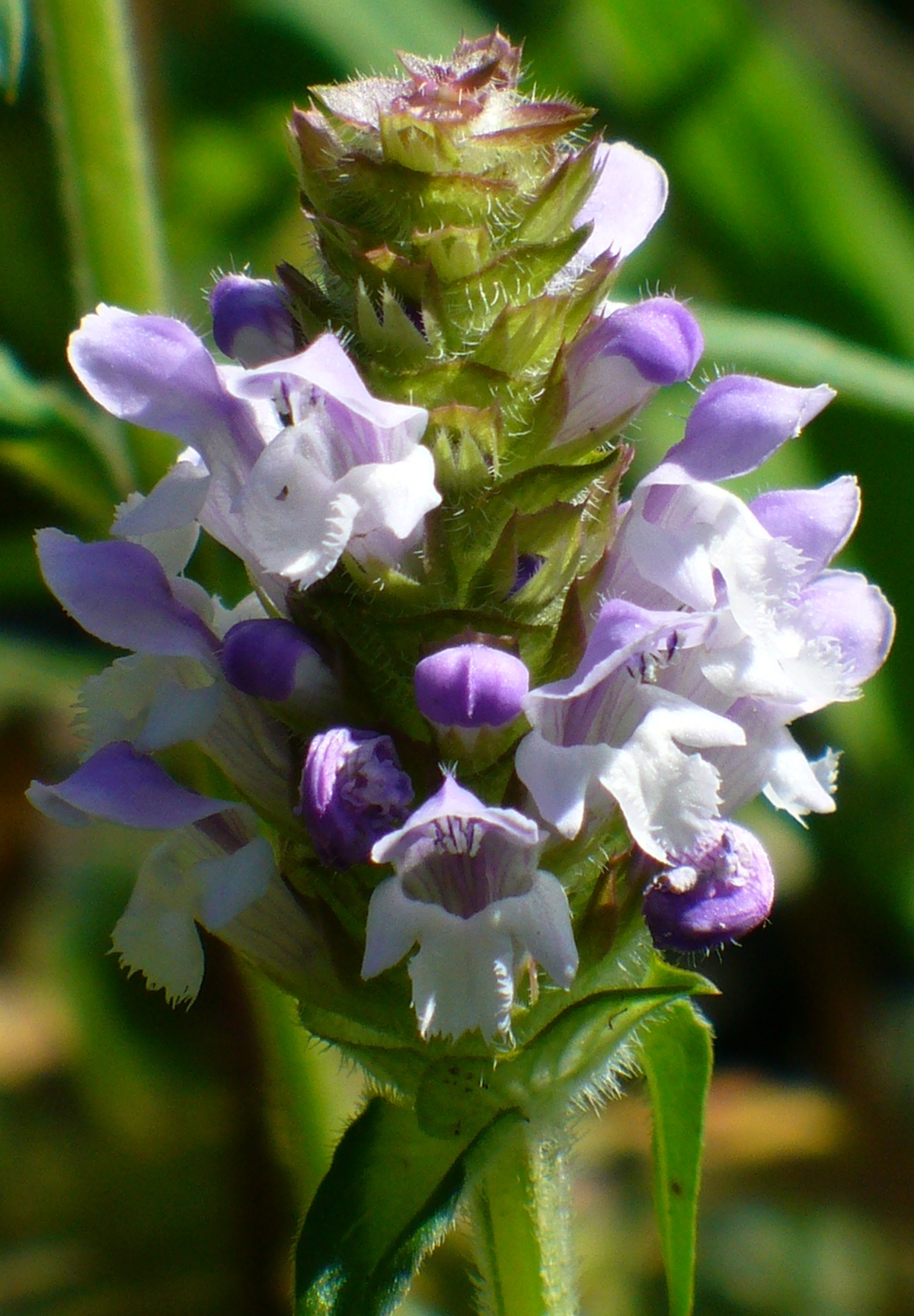 Selfheal, Heal-All, Prunella - Butterfly Nectar Sources - Almost Eden
