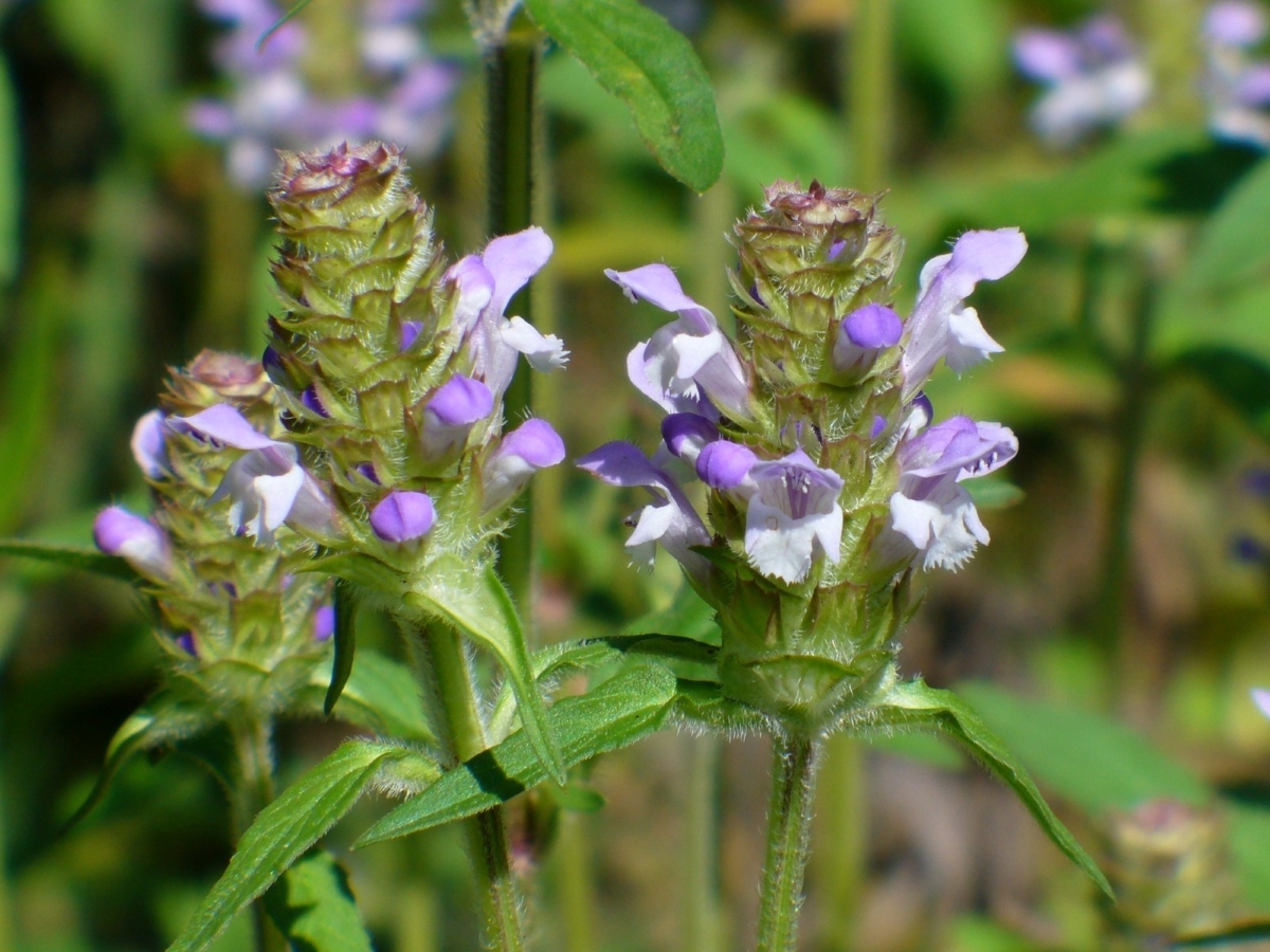 Selfheal, Heal-All, Prunella