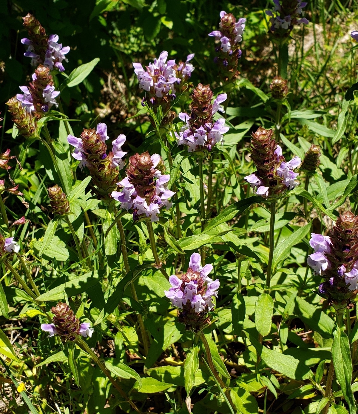 Selfheal, Heal-All, Prunella