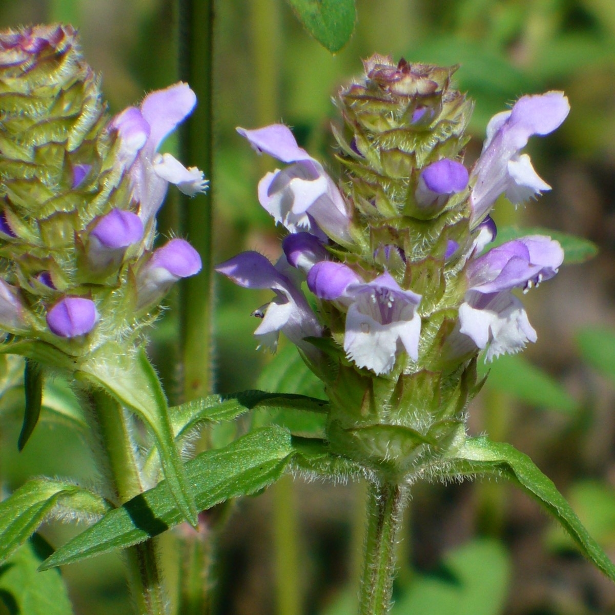 Selfheal, Heal-All, Prunella