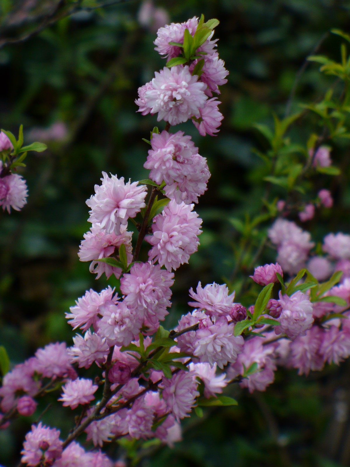 Dwarf Double Pink Flowering Almond - Shrubs & Trees - All - Almost Eden