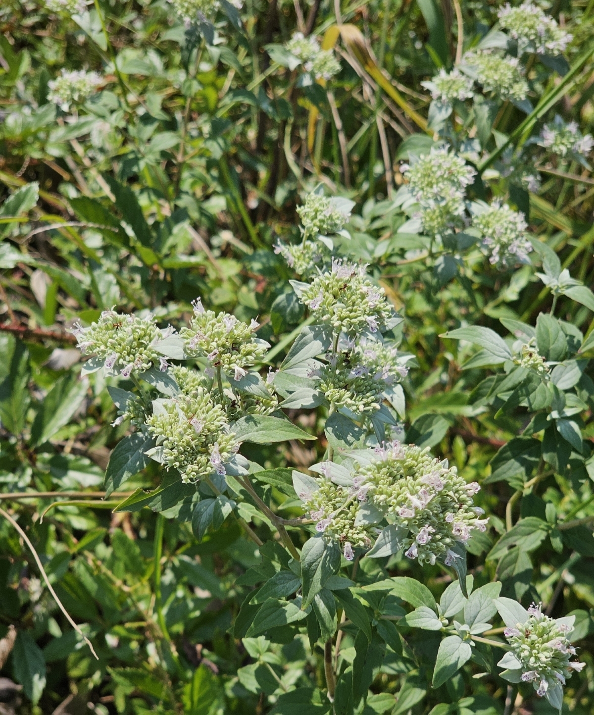 Whiteleaf Mountain Mint, Sage