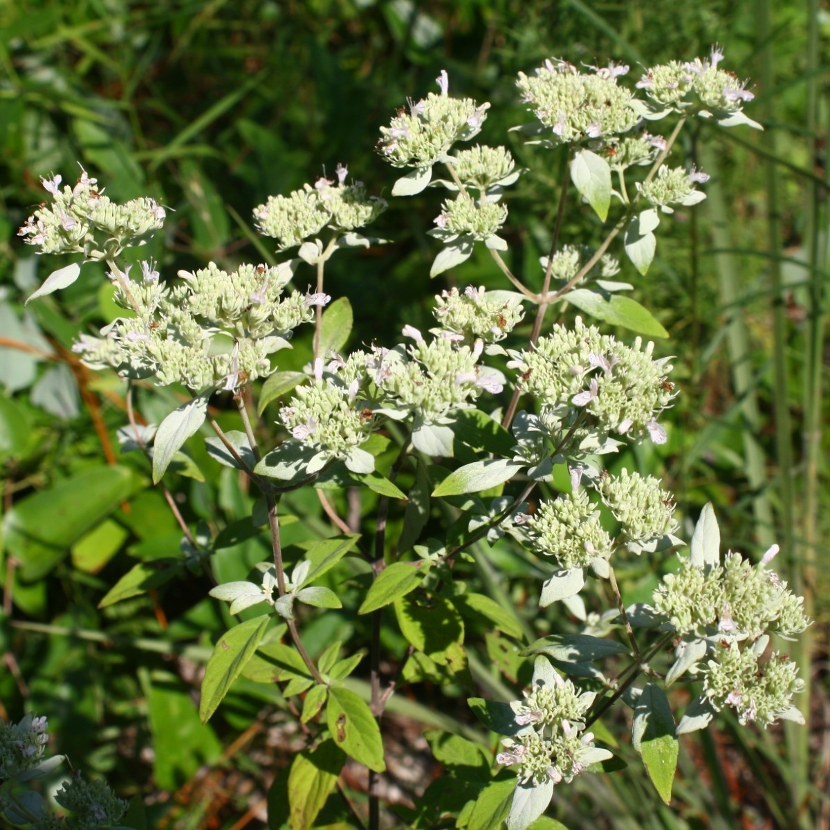 Whiteleaf Mountain Mint, Sage