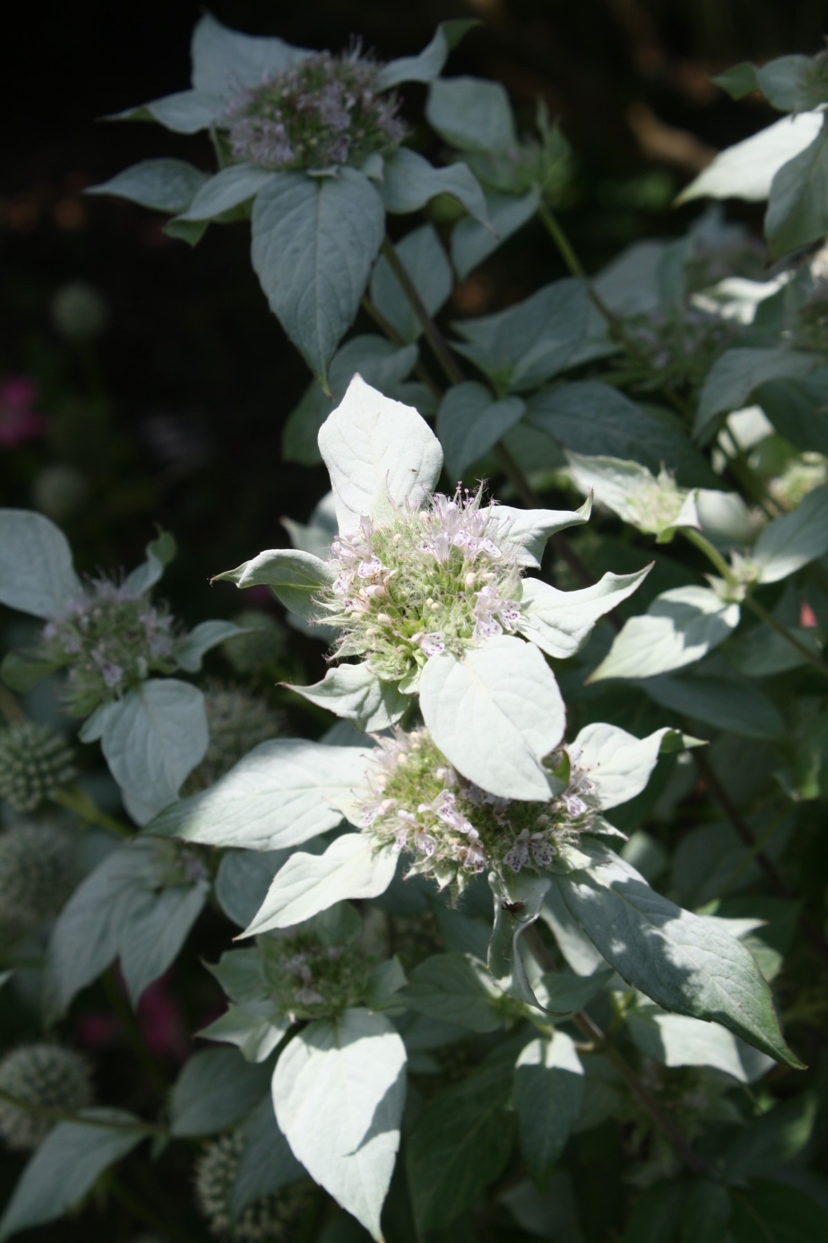 Clustered Mountain Mint, Bigleaf Mountain Mint, Short-Toothed Mountain Mint, Blunt Mountain Mint, Sage