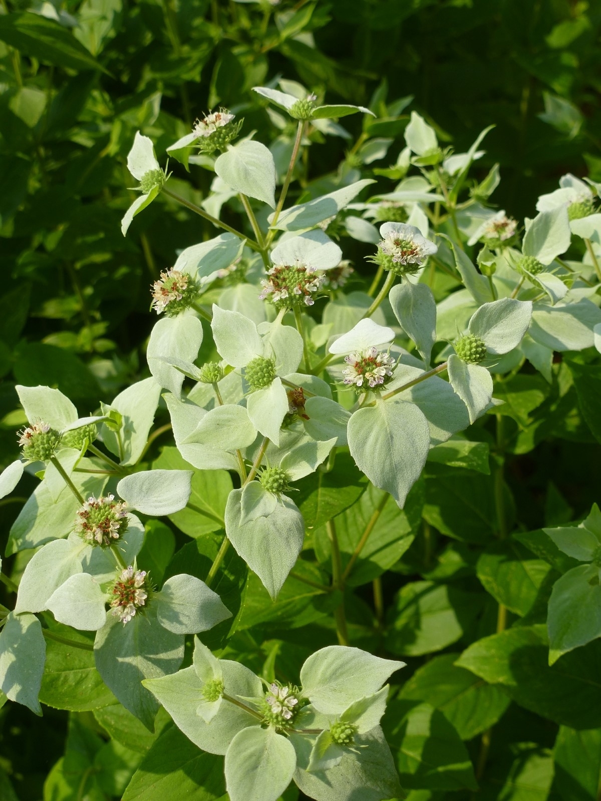 Clustered Mountain Mint, Bigleaf Mountain Mint, Short-Toothed Mountain Mint, Blunt Mountain Mint, Sage