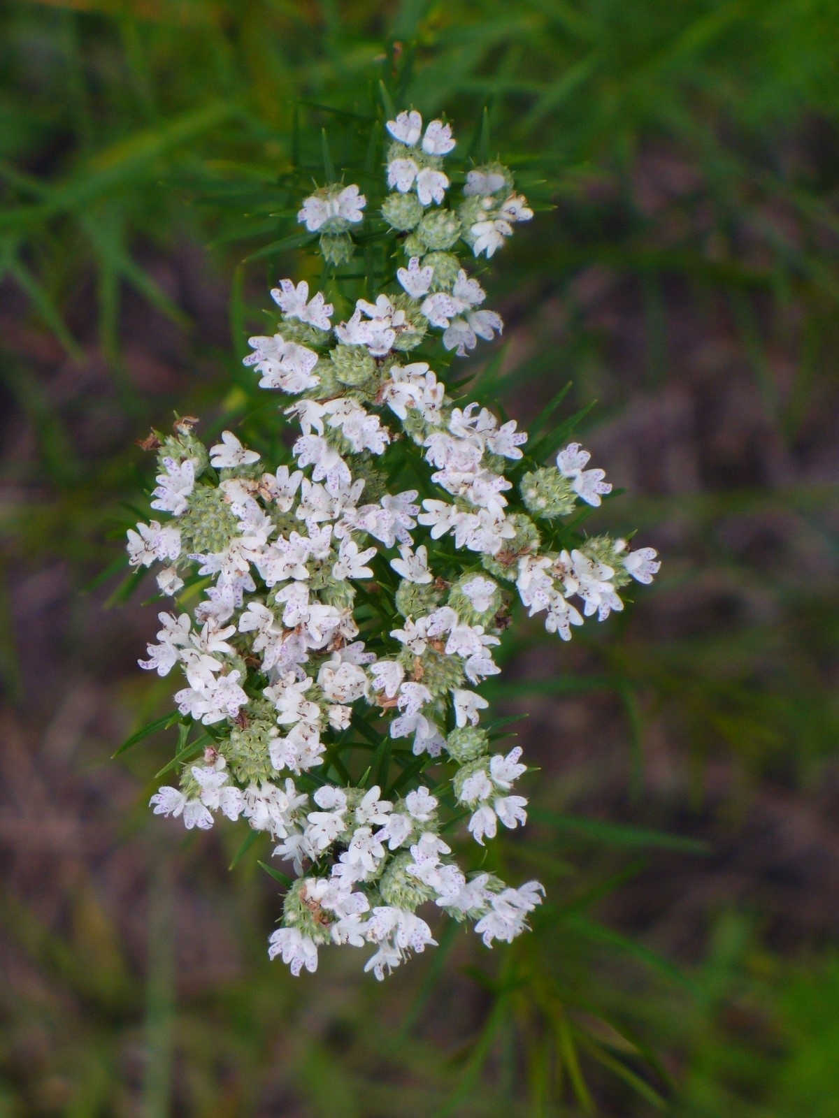 Narrowleaf Mountainmint, Slender Mountainmint