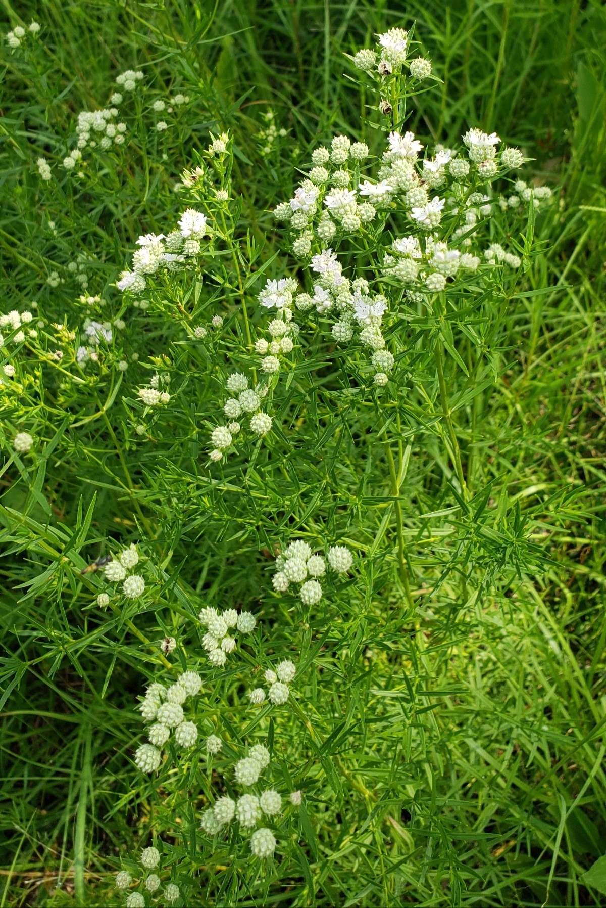Narrowleaf Mountainmint, Slender Mountainmint