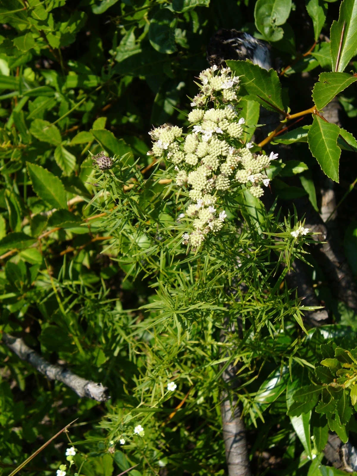 Narrowleaf Mountainmint, Slender Mountainmint