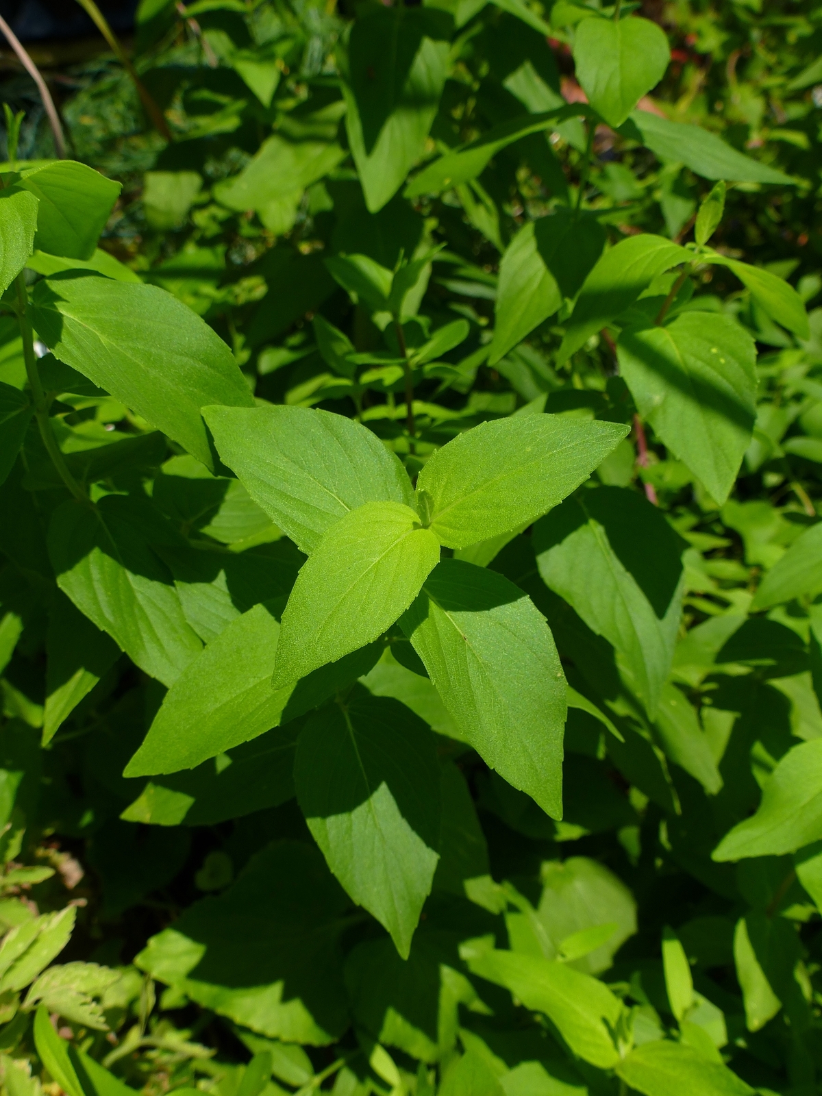 Clustered Mountain Mint, Bigleaf Mountain Mint, Short-Toothed Mountain Mint, Blunt Mountain Mint, Sage