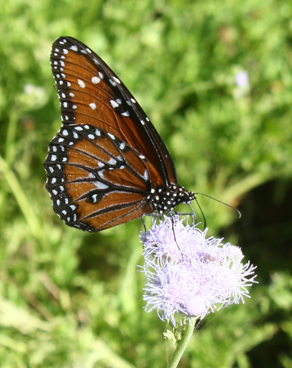 Gregg's Mistflower, West Texas Ageratum, Palmleaf Thoroughwort