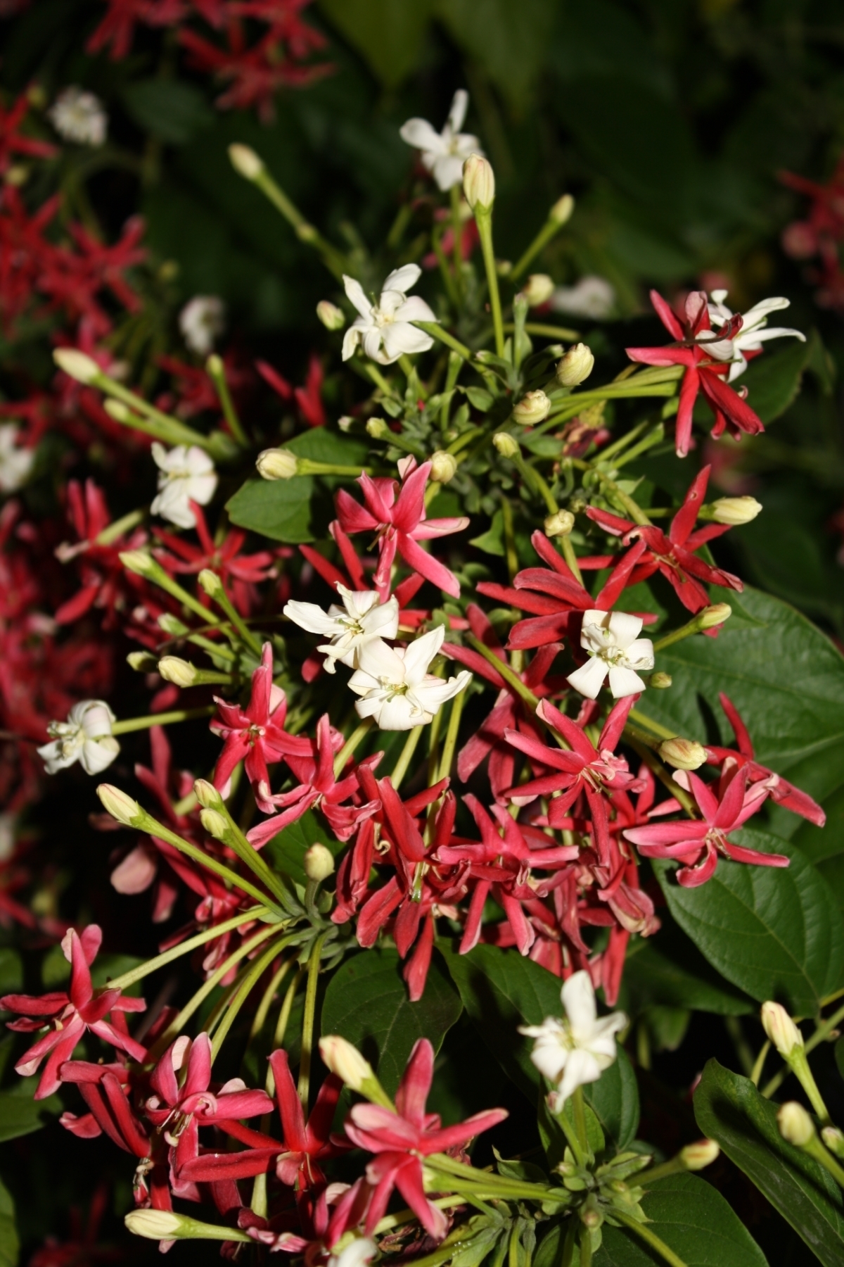 Double Rangoon Creeper, Drunken Sailor, Chinese Honeysuckle
