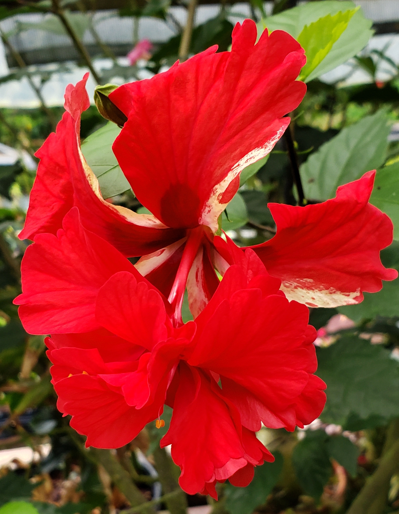 Red El Capitolio Hibiscus, El Capitolio Bloody Mary Hibiscus, Red Poodle Hibiscus