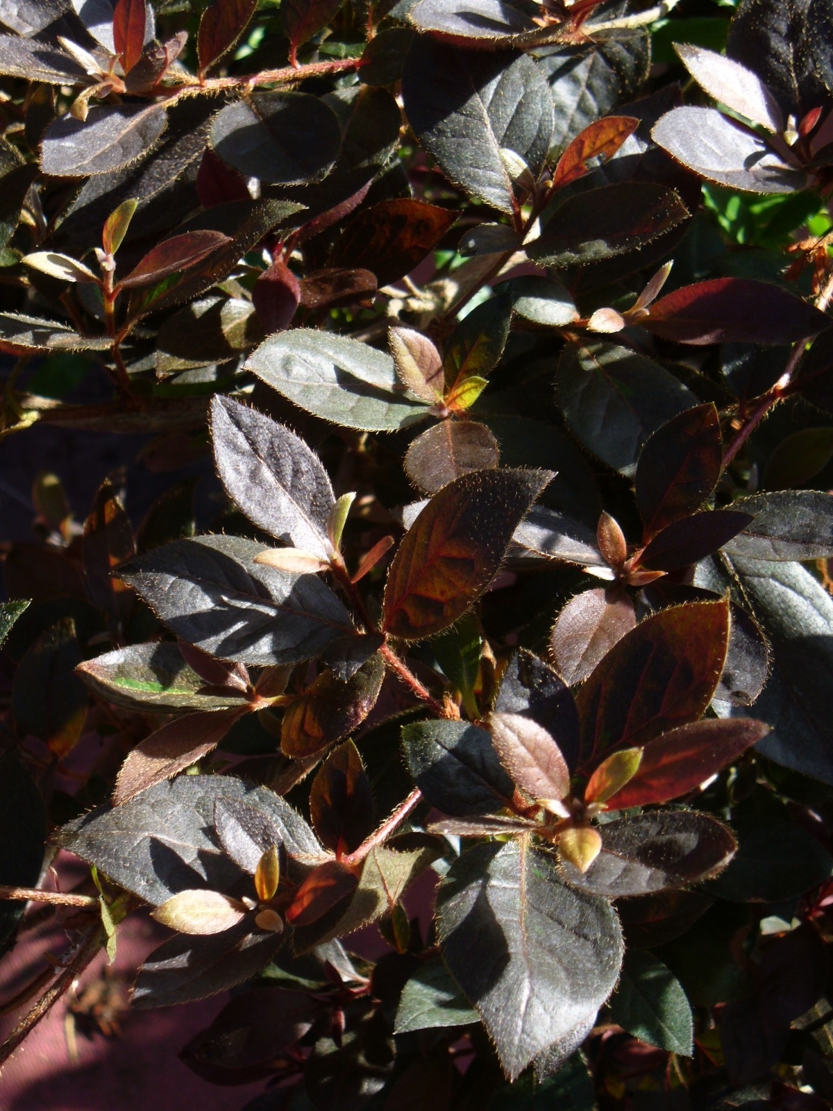 Little John Azalea