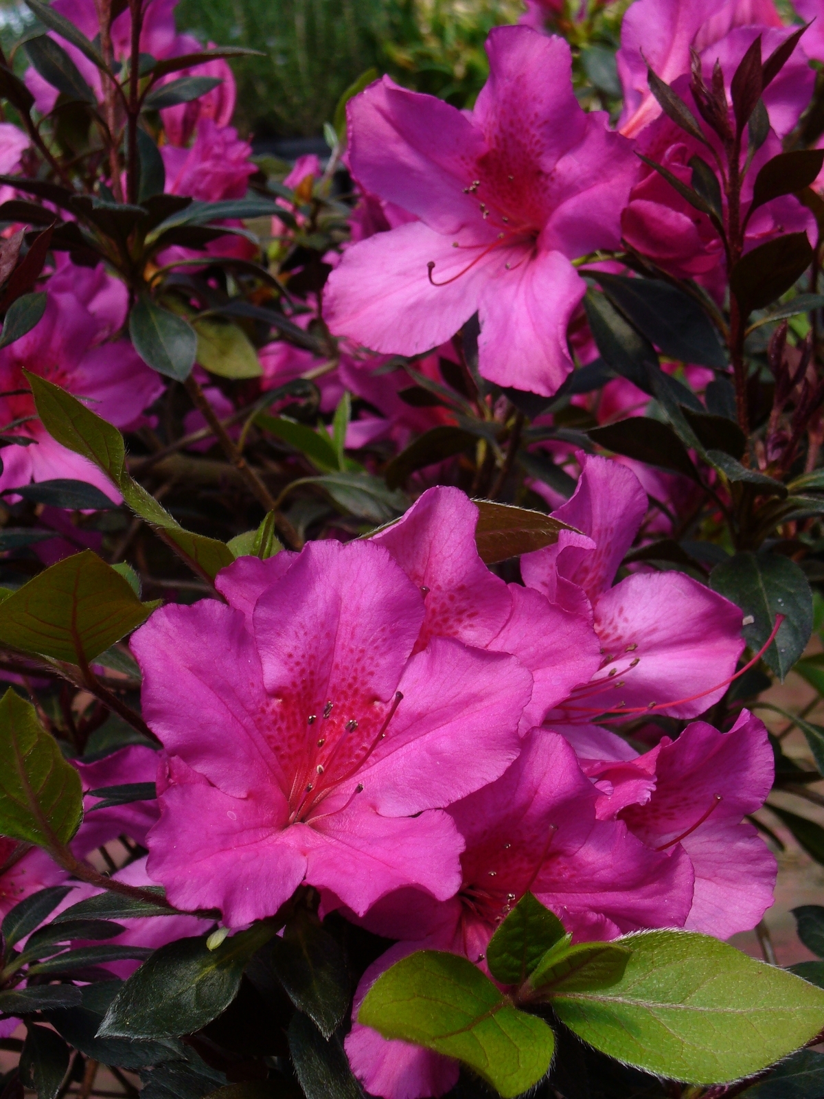 Little John Azalea