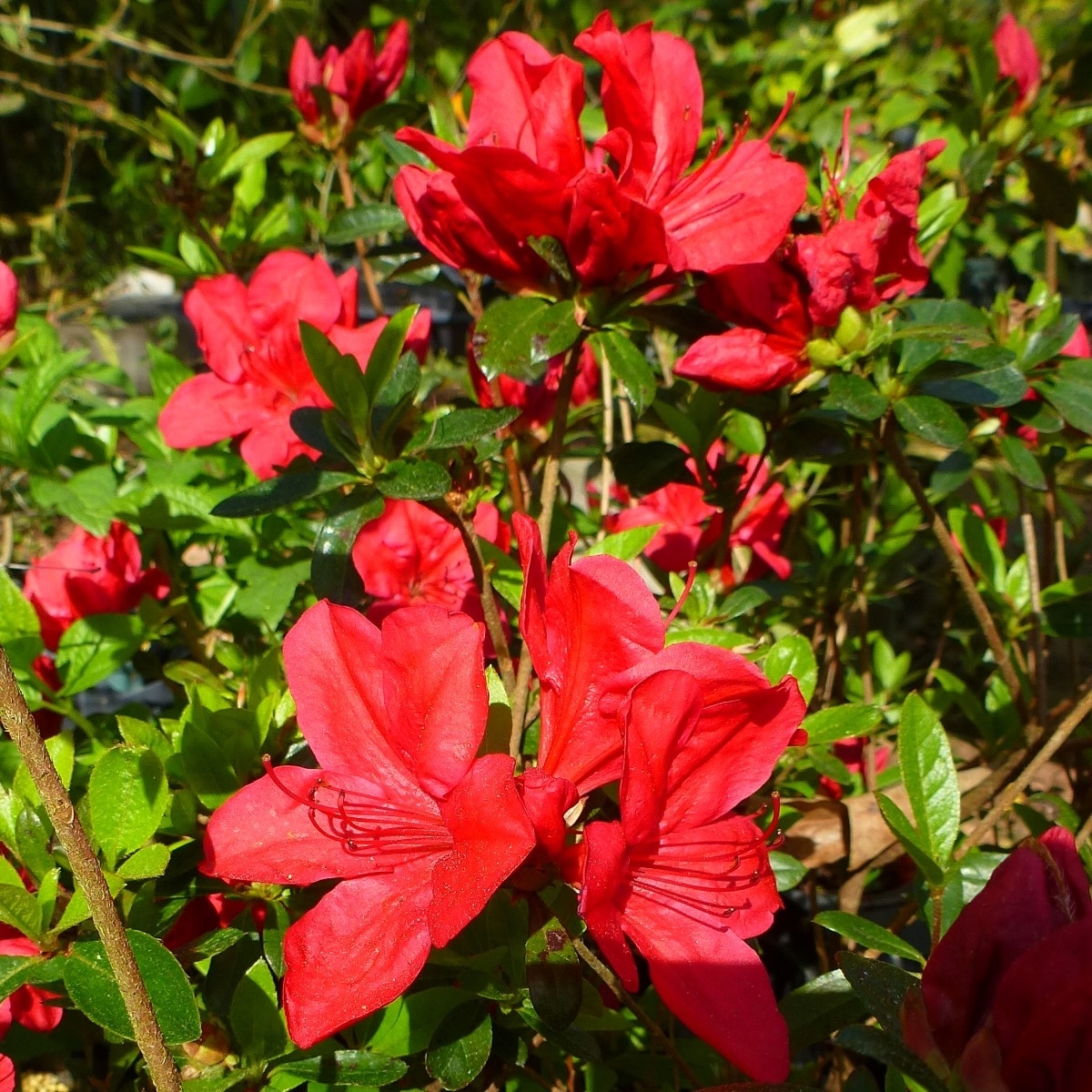 Coronado Red Azalea