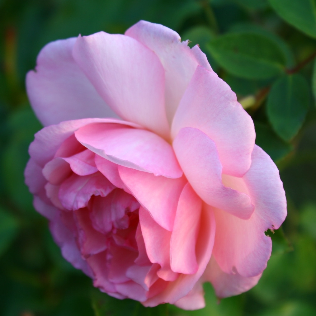 Duchesse de Brabant Rose