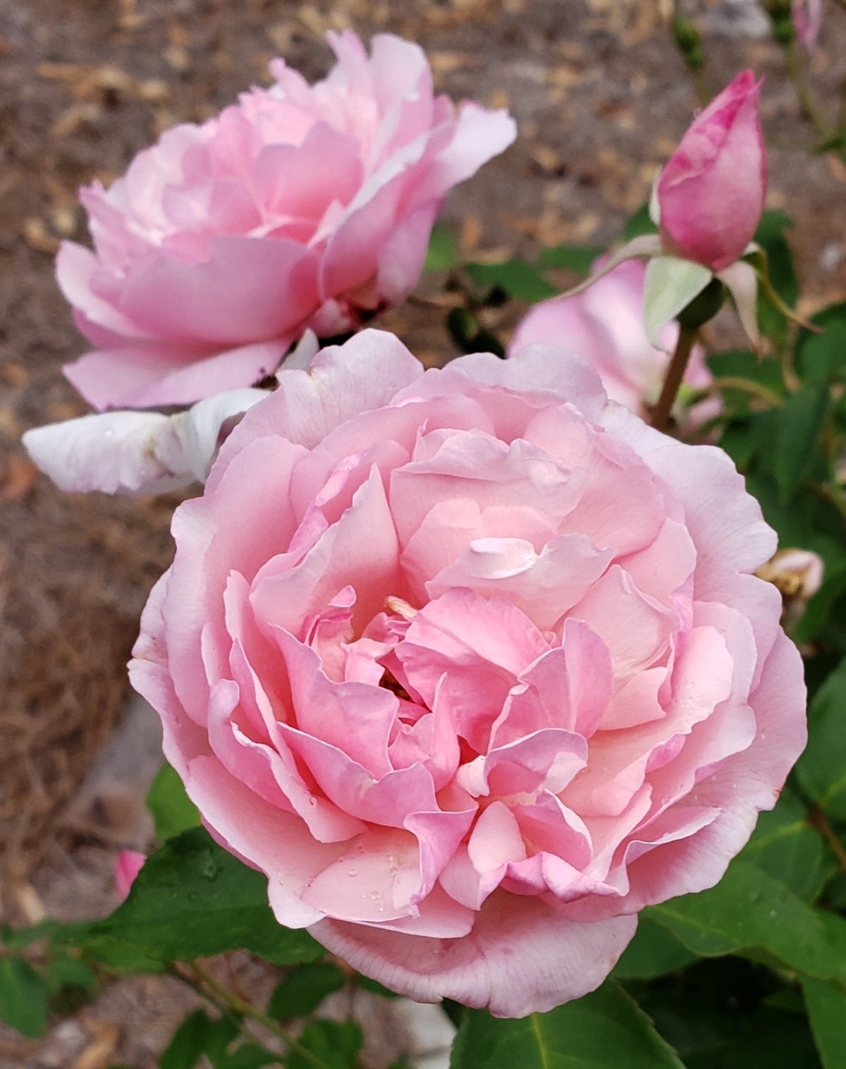 Duchesse de Brabant Rose - Fragrant Plants - Almost Eden