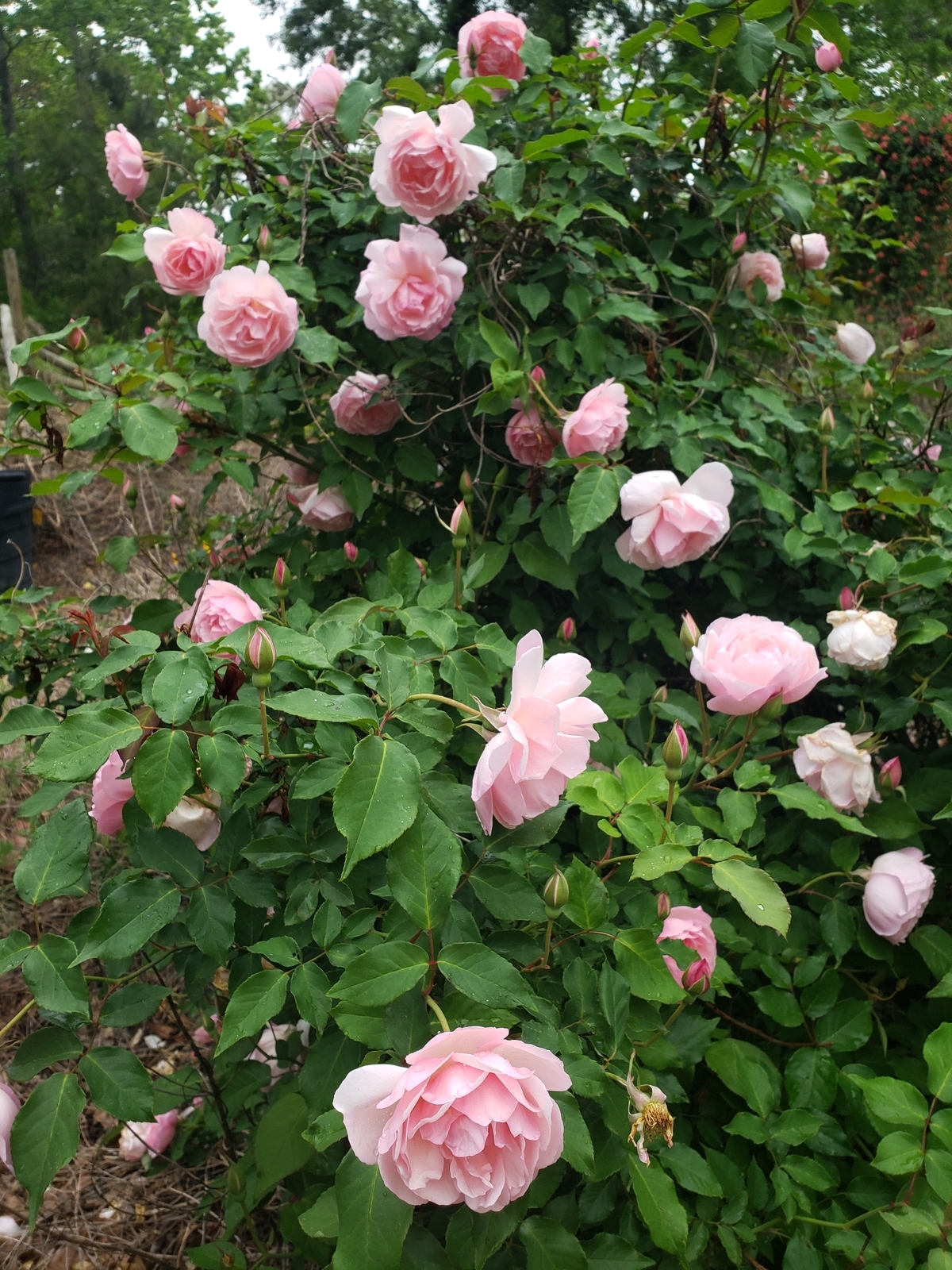Duchesse de Brabant Rose