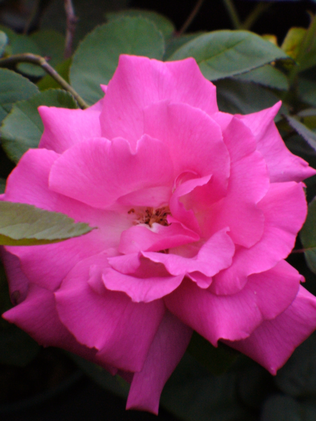 Zephirine Drouhin Rose