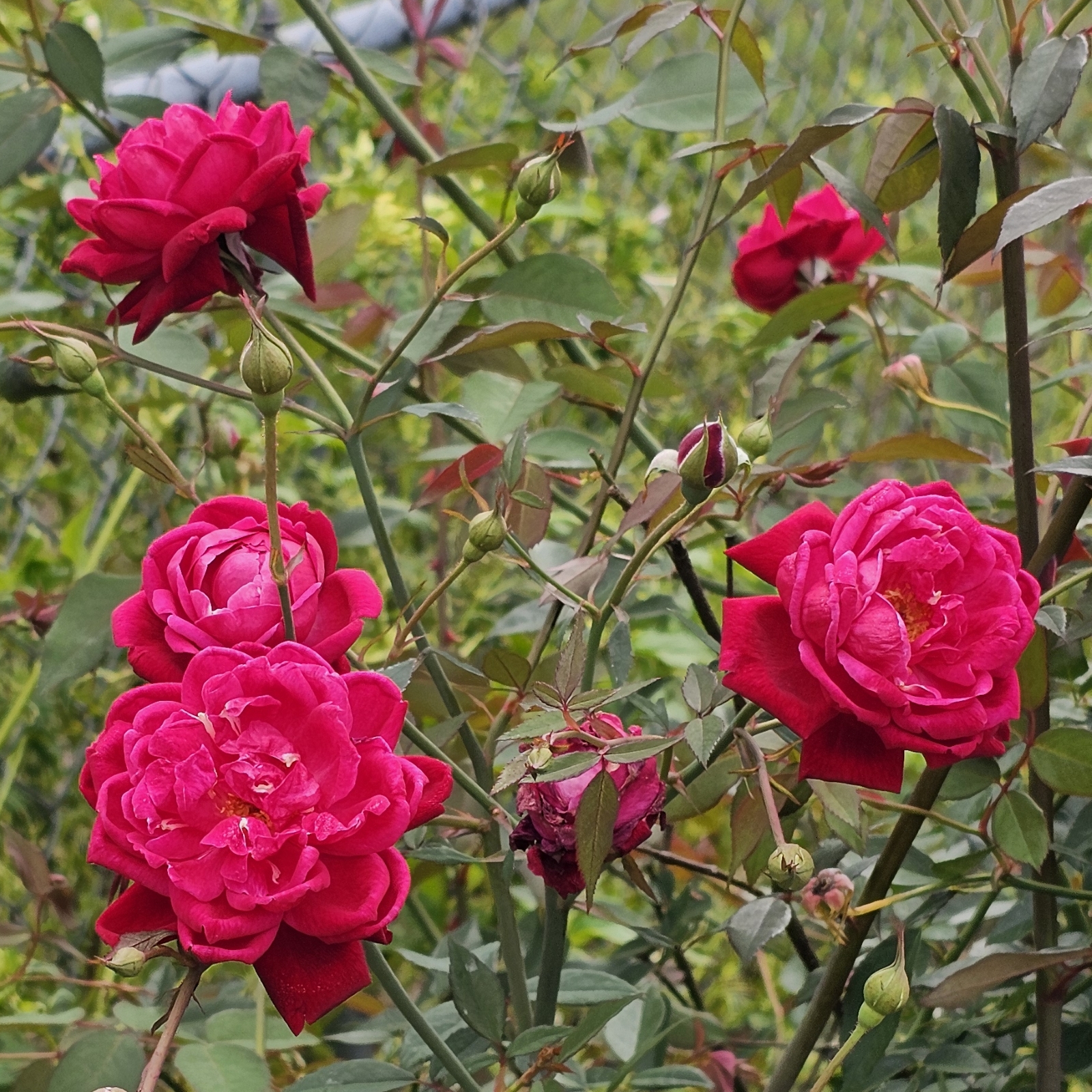Craimoisi Superieur Rose