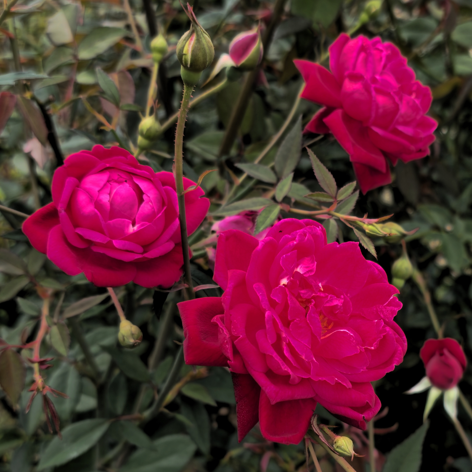Craimoisi Superieur Rose