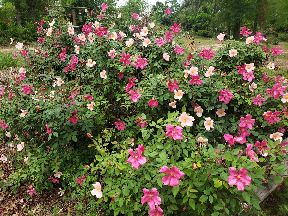 Mutabilis Rose, The Butterfly Rose