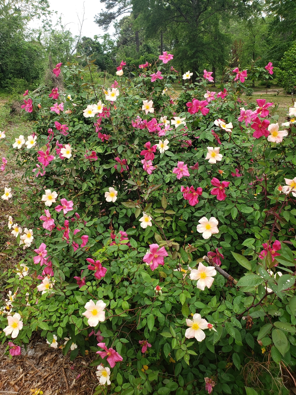 Mutabilis Rose, The Butterfly Rose
