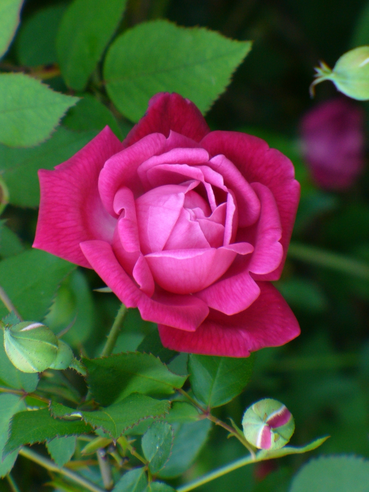 Craimoisi Superieur Rose