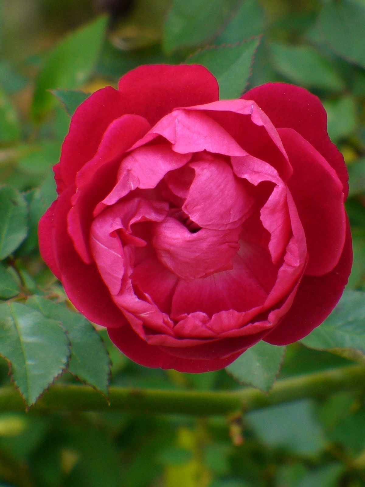 Craimoisi Superieur Rose
