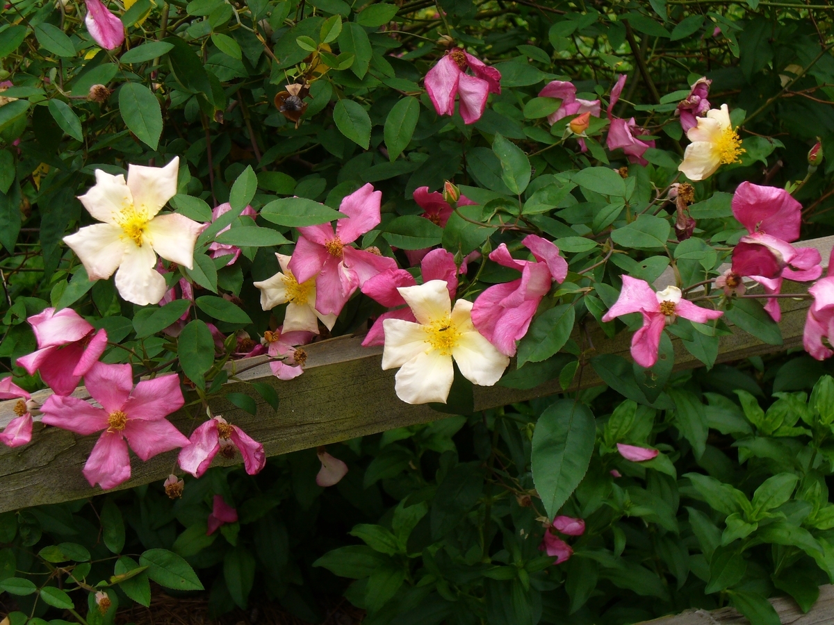 Mutabilis Rose, The Butterfly Rose