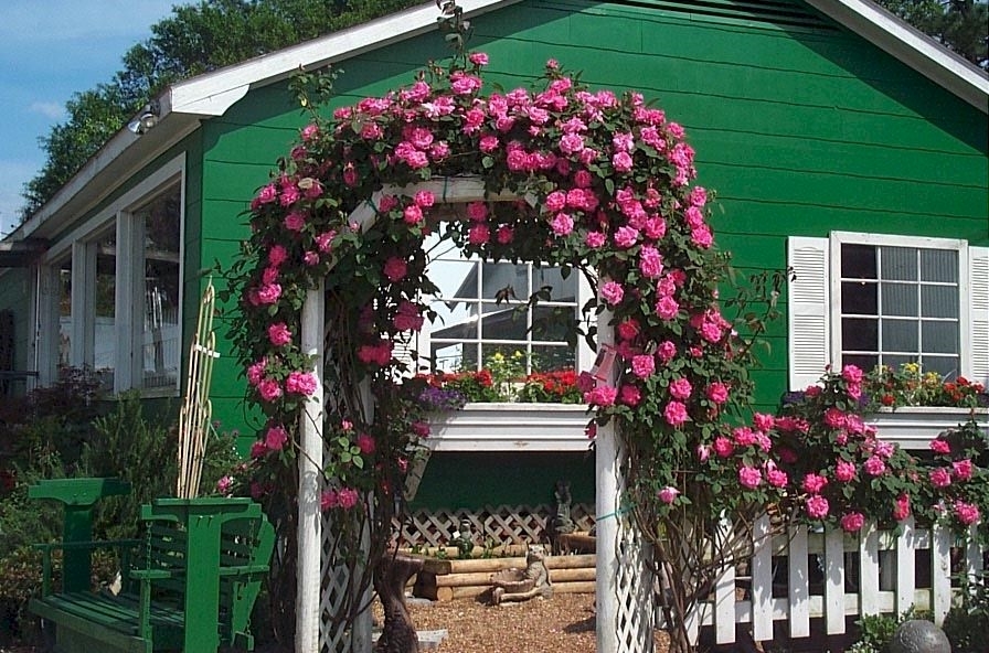 Zephirine Drouhin Rose
