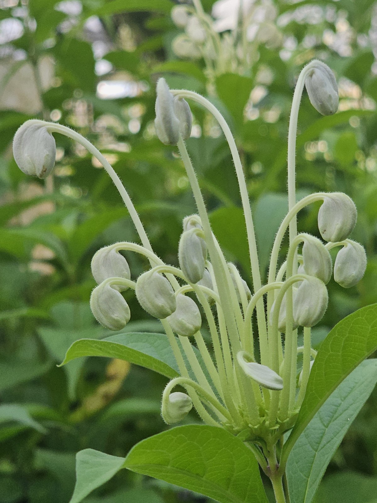 Musical Notes Clerodendrum, Witch's Tongue, Do Re Mi Plant, Morning Kiss