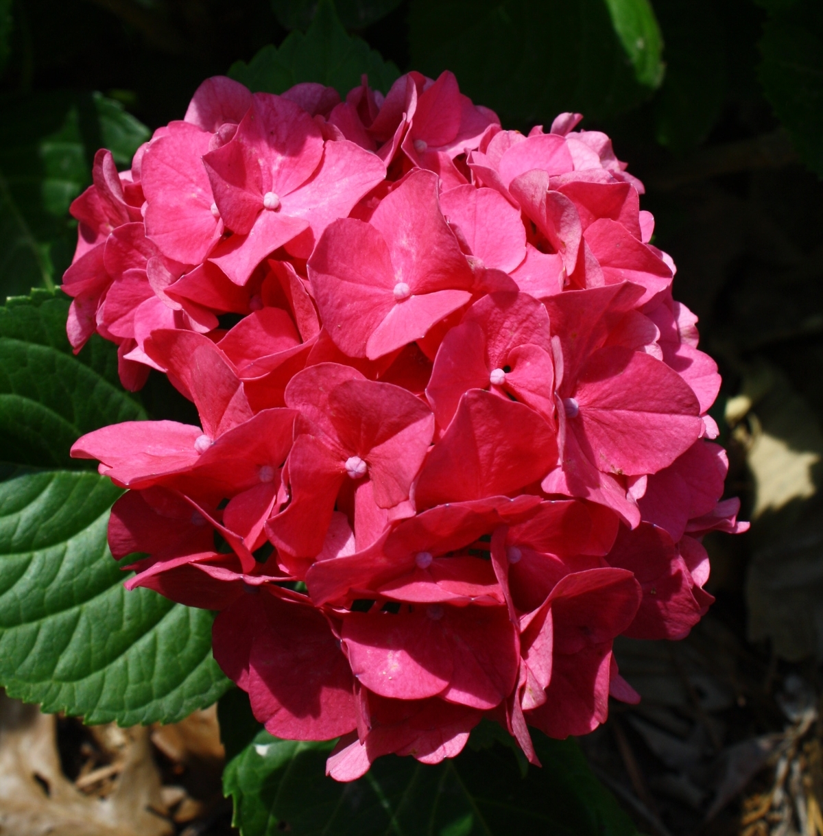 Royal Purple Big Leaf Hydrangea