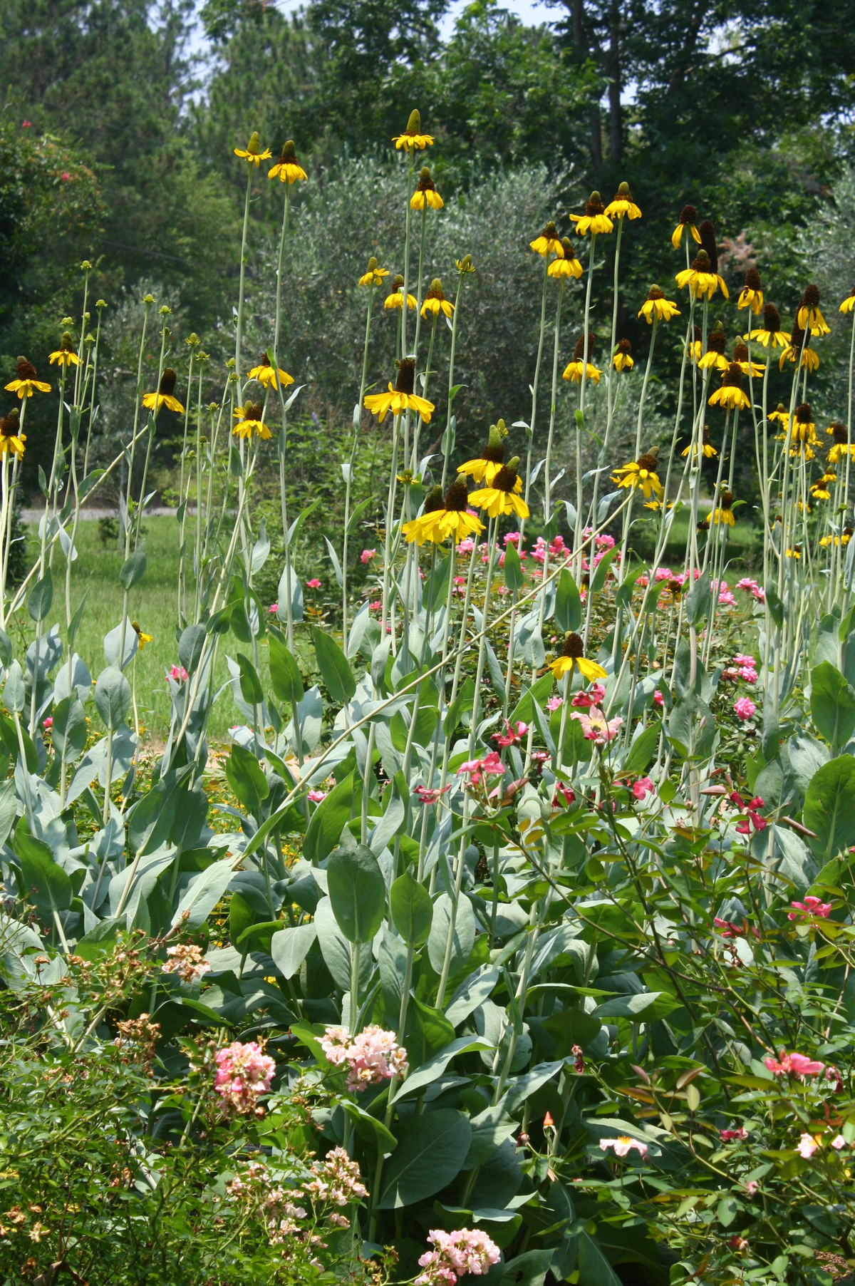 Great Coneflower, Cabbage-Leaf Coneflower