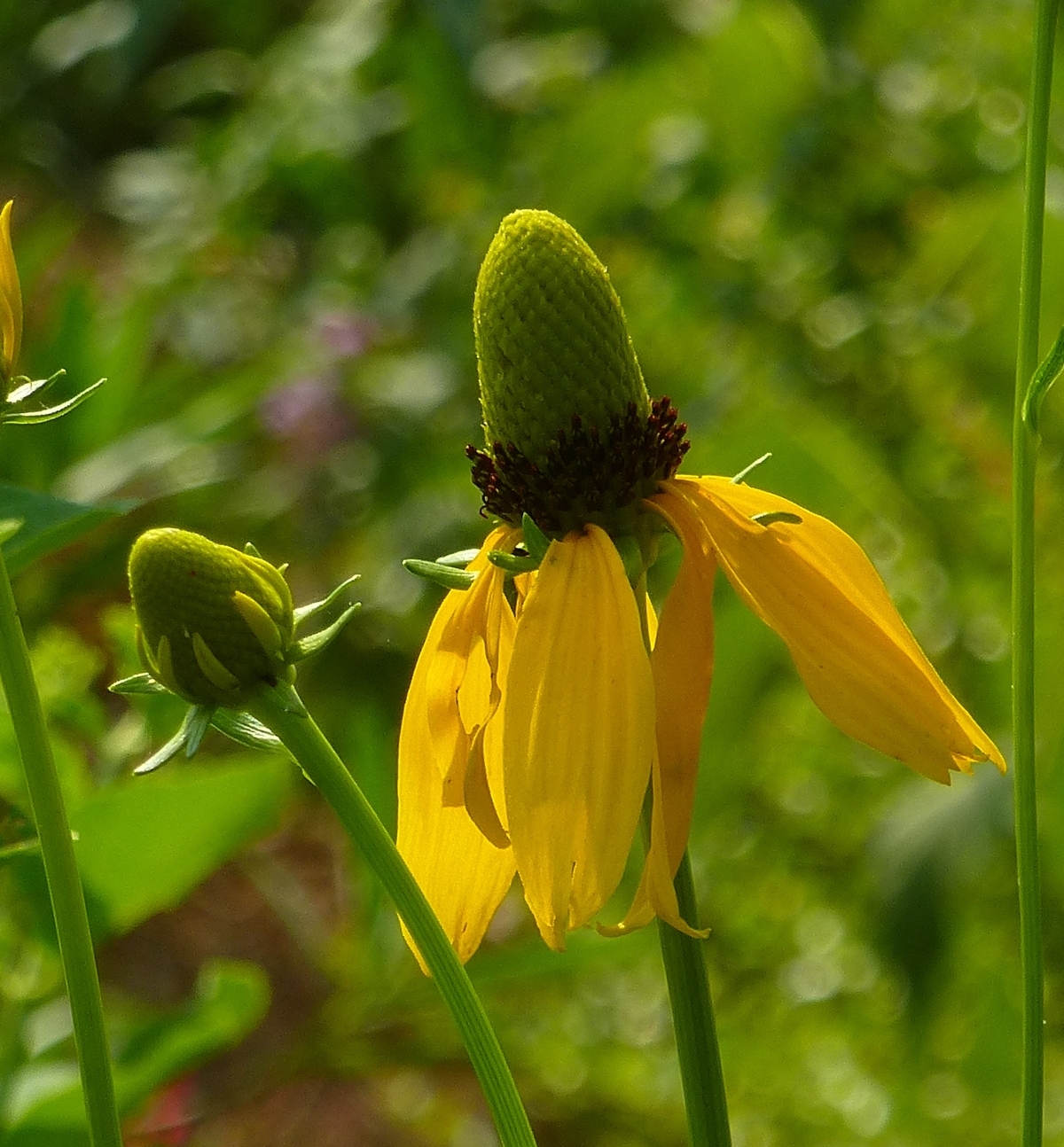 Texas Coneflower